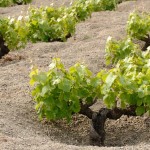 The vines of Zibibbo