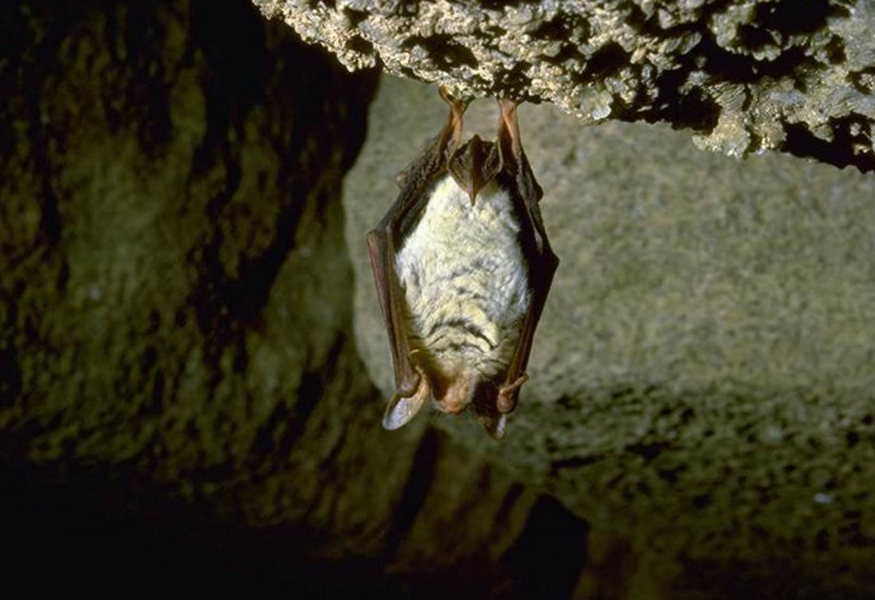 pipistreli-grotta-virus